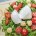Photo Mozzarella avec tomates cerises et champignons - 
