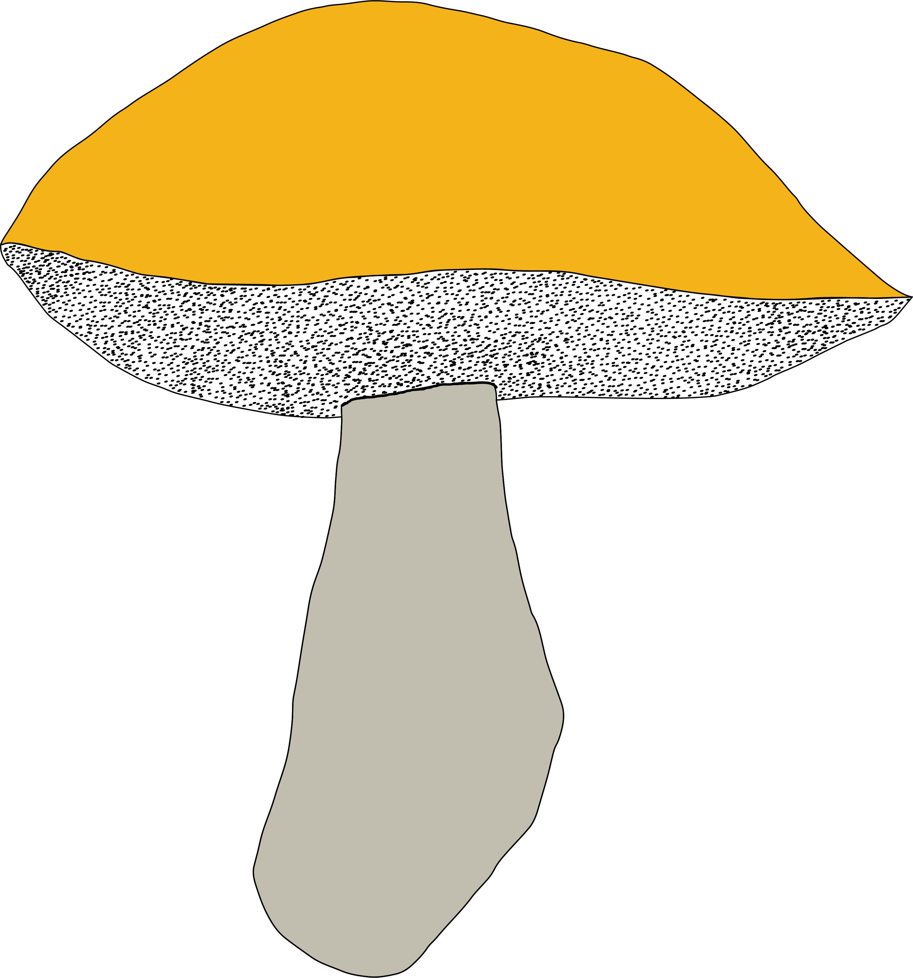 Boletus