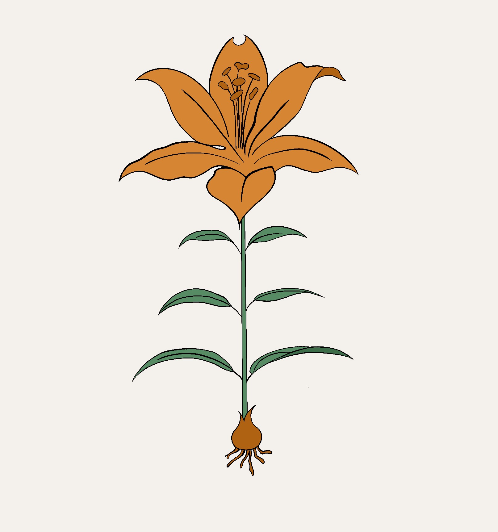 Lilium